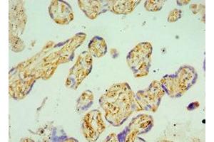 Immunohistochemistry of paraffin-embedded human placenta tissue using ABIN7145678 at dilution of 1:100 (BST2 antibody  (AA 49-161))