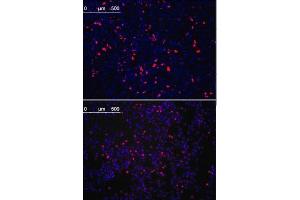 Immunoflurescence analysis of KLF4 antibody , (ABIN387800 and ABIN2843896) (5 μg/mL).