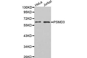 Western blot analysis of extracts of various cell lines, using PSMD3 antibody. (PSMD3 antibody)