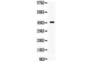 Anti- CD55 Picoband antibody, Western blotting All lanes: Anti CD55  at 0. (CD55 antibody  (AA 35-347))