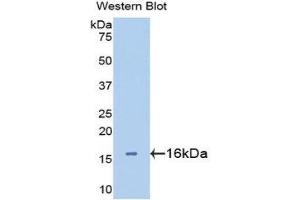 Western Blotting (WB) image for anti-Lectin, Galactoside-Binding, Soluble, 2 (LGALS2) (AA 1-132) antibody (ABIN3201376) (Galectin 2 antibody  (AA 1-132))