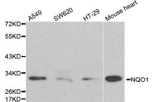 Western blot analysis of extracts of various cell lines, using NQO1 antibody. (NQO1 antibody)