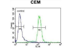 Flow cytometric analysis of CEM cells using DISC1 Antibody (C-term) Cat. (DISC1 antibody  (C-Term))