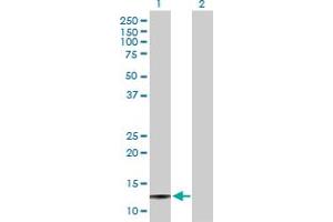 Western Blot analysis of SAA4 expression in transfected 293T cell line by SAA4 MaxPab polyclonal antibody.