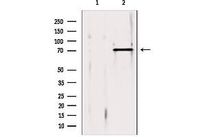 Western blot analysis of extracts from 293, using ERp72 antibody. (PDIA4 antibody  (Internal Region))