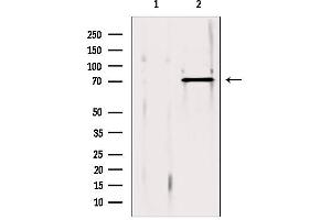 Western blot analysis of extracts from 293, using ERp72 antibody. (PDIA4 antibody  (Internal Region))
