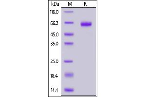 SDS-PAGE (SDS) image for Epithelial Cell Adhesion Molecule (EPCAM) (AA 24-265) protein (mFc Tag) (ABIN7013578)