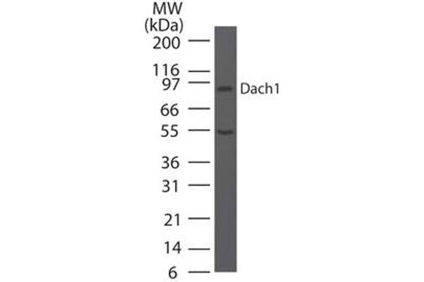 DACH1 antibody  (AA 474-491)