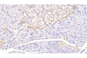 Detection of TF in Rat Pancreas Tissue using Polyclonal Antibody to Tissue Factor (TF) (Tissue factor antibody  (AA 30-252))