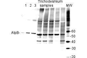 From left to right: molecular weight markers (MagicMark XP, Invitrogen), whole cell extract of Synechocystis PCC6803 (size 51. (ATP1B1 antibody  (Subunit beta))