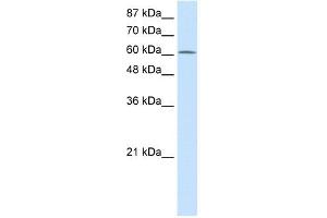 PRMT5 antibody used at 2.