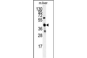 Western blot analysis of GCAT antibody in mouse liver tissue lysates (35ug/lane) (GCAT antibody  (AA 155-181))