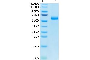 Mouse Adiponectin on Tris-Bis PAGE under reduced condition. (ADIPOQ Protein (AA 18-247) (Fc Tag))