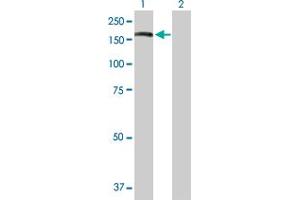 Western Blot analysis of ADAR expression in transfected 293T cell line by ADAR MaxPab polyclonal antibody. (ADAR antibody  (AA 1-1226))
