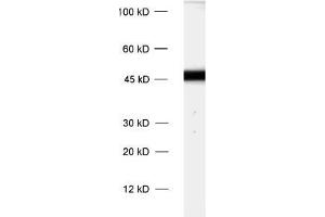dilution: 1 : 1000, sample: rat brain homogenate (Cnpase antibody)