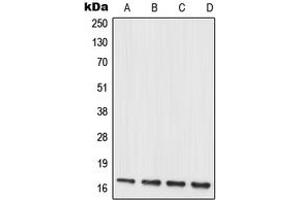 Western blot analysis of MRPL20 expression in HUVEC (A), C6 (B), NIH3T3 (C), PC12 (D) whole cell lysates. (MRPL20 antibody  (C-Term))