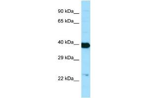 Western Blotting (WB) image for anti-N-Acetylneuraminic Acid Synthase (NANS) (C-Term) antibody (ABIN2790121) (NANS antibody  (C-Term))