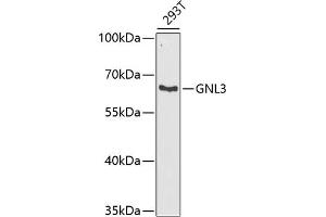 Western blot analysis of extracts of 293T cells, using GNL3 antibody (ABIN6130343, ABIN6141249, ABIN6141250 and ABIN6222113) at 1:1000 dilution. (Nucleostemin antibody  (AA 1-240))