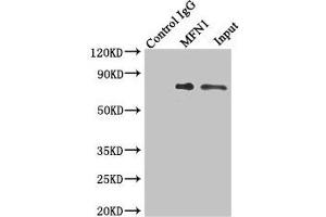 Immunoprecipitating MFN1 in Jurkat whole cell lysate Lane 1: Rabbit control IgG instead of (1 μg) instead of ABIN7159967 in Jurkat whole cell lysate. (MFN1 antibody  (AA 622-741))
