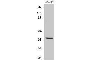 Western Blotting (WB) image for anti-Apoptotic Peptidase Activating Factor 1 (APAF1) (C-Term) antibody (ABIN3180484) (APAF1 antibody  (C-Term))