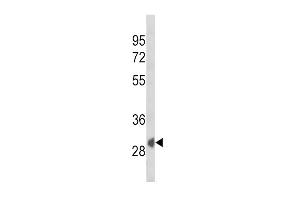 Western blot analysis of SFRP1 Antibody (N-term) (ABIN652980 and ABIN2842622) in K562 cell line lysates (35 μg/lane). (SFRP1 antibody  (N-Term))