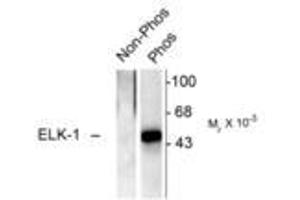 Image no. 1 for anti-ELK1, Member of ETS Oncogene Family (ELK1) (pSer383) antibody (ABIN221173) (ELK1 antibody  (pSer383))