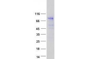 Validation with Western Blot (HPS1 Protein (Transcript Variant 1) (Myc-DYKDDDDK Tag))