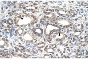 Immunohistochemical staining (Formalin-fixed paraffin-embedded sections) of human kidney with DFNA5 polyclonal antibody  at 4-8 ug/mL working concentration. (DFNA5 antibody  (C-Term))