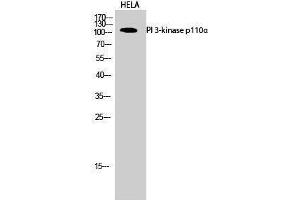 Western Blotting (WB) image for anti-Phosphoinositide-3-Kinase, Catalytic, alpha Polypeptide (PIK3CA) (Internal Region) antibody (ABIN3176876)