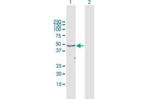 Western Blot analysis of APOA4 expression in transfected 293T cell line by APOA4 MaxPab polyclonal antibody. (APOA4 antibody  (AA 1-396))