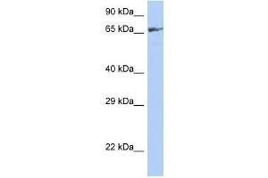 ZNF676 antibody used at 0.