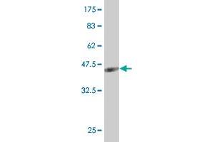Western Blotting (WB) image for anti-PR Domain Containing 1, with ZNF Domain (PRDM1) (AA 1-109) antibody (ABIN513729)