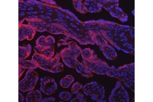 IF analysis of SUMF2 using anti-SUMF2 antibody (ABIN7600954). (SUMF2 antibody  (AA 26-301))