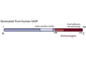 Image no. 3 for anti-Vasodilator-Stimulated phosphoprotein (VASP) (AA 248-379) antibody (ABIN967977) (VASP antibody  (AA 248-379))