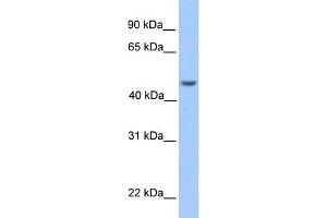 WB Suggested Anti-ASB6 Antibody Titration: 0. (ASB6 antibody  (Middle Region))