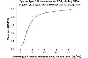 ELISA image for CD80 (CD80) (AA 35-242) protein (His tag) (ABIN2180839)