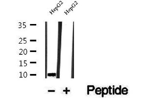 Western blot analysis of extracts of HepG2 cells, using UQCRQ antibody. (UQCRQ antibody  (Internal Region))