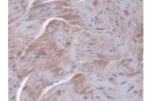 Immunohistochemistry (IHC) image for anti-Peptidylprolyl Isomerase F (PPIF) (AA 44-192) antibody (ABIN7440215)