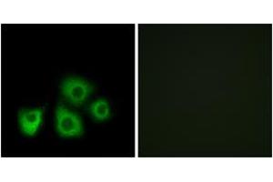 Immunofluorescence analysis of MCF7 cells, using OR5M1/5M10 Antibody. (OR5M1/5M10 antibody  (AA 230-279))