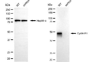 Western blotting analysis using cyclin E1 antibody (ABIN7798198).