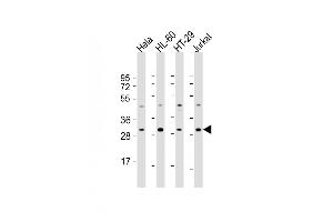 All lanes : Anti-COPS7B Antibody (N-Term) at 1:2000 dilution Lane 1: Hela whole cell lysate Lane 2: HL-60 whole cell lysate Lane 3: HT-29 whole cell lysate Lane 4: Jurkat whole cell lysate Lysates/proteins at 20 μg per lane.