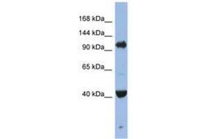 Image no. 1 for anti-Eukaryotic Translation Initiation Factor 2C, 4 (EIF2C4) (AA 611-660) antibody (ABIN6743285)
