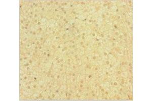 Immunohistochemistry of paraffin-embedded human adrenal gland tissue using ABIN7148691 at dilution of 1:100 (Crossover junction endonuclease EME1 (EME1) (AA 1-583) antibody)