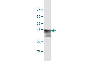 Western Blot detection against Immunogen (47. (HMGB2 antibody  (AA 1-195))