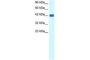 OR13C9 antibody used at 0.