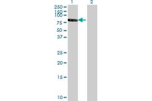 Western Blot analysis of RXRB expression in transfected 293T cell line by RXRB monoclonal antibody (M01), clone 3C8. (Retinoid X Receptor beta antibody  (AA 161-260))