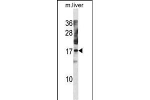 NXT1 Antibody (C-term) (ABIN1881591 and ABIN2838761) western blot analysis in mouse liver tissue lysates (35 μg/lane). (NXT1 antibody  (C-Term))
