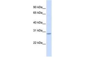 Image no. 1 for anti-Scratch Homolog 2, Zinc Finger Protein (SCRT2) (C-Term) antibody (ABIN6741090) (SCRT2 antibody  (C-Term))