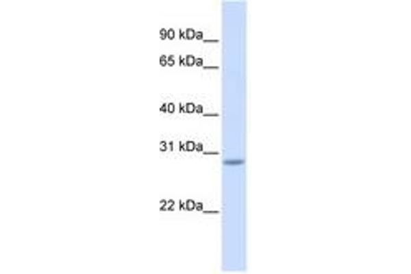 SCRT2 antibody  (C-Term)