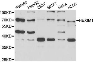Western blot analysis of extracts of various cell lines, using HEXIM1 antibody (ABIN5973397) at 1/1000 dilution. (HEXIM1 antibody)
